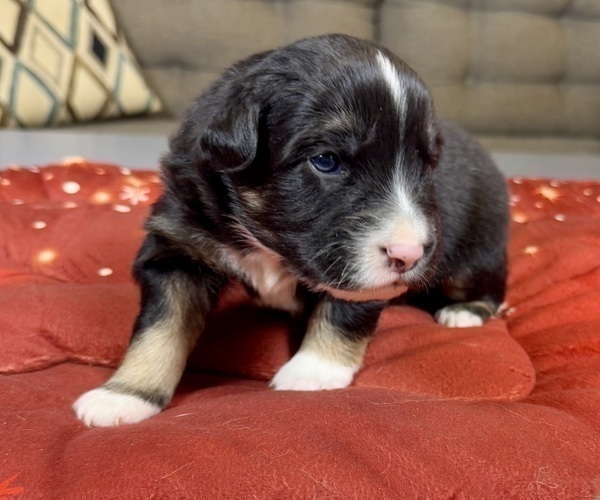 Medium Photo #26 Australian Shepherd Puppy For Sale in SALISBURY, NC, USA