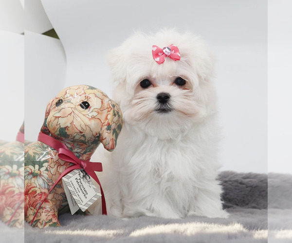 Medium Photo #4 Maltese Puppy For Sale in LOS ANGELES, CA, USA
