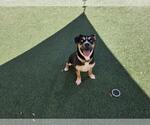 Small #10 American Staffordshire Terrier-Siberian Husky Mix