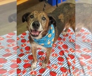 Mutt Dogs for adoption in Stratham, NH, USA