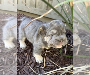 French Bulldog Puppy for Sale in TRACY, California USA