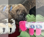 Small #4 Boxer