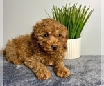 Small #3 Goldendoodle (Miniature)