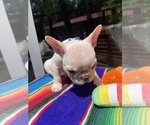 Small #7 Faux Frenchbo Bulldog