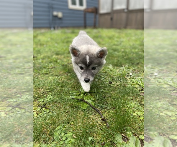 Medium Photo #1 Alaskan Klee Kai-American Eskimo Dog Mix Puppy For Sale in BANDON, OR, USA