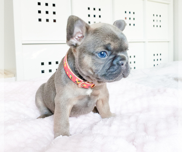 Medium Photo #15 French Bulldog Puppy For Sale in MARYSVILLE, WA, USA