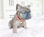 Small Photo #15 French Bulldog Puppy For Sale in MARYSVILLE, WA, USA