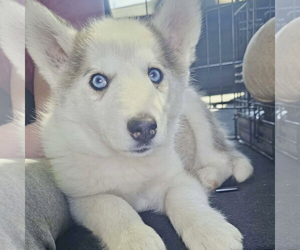 Medium Photo #2 Siberian Husky Puppy For Sale in Spring Lake, NC, USA