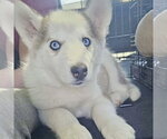 Small #1 Siberian Husky