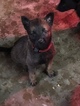 Small Photo #18 Belgian Malinois-Dutch Shepherd Dog Mix Puppy For Sale in BRIGHTON, TN, USA