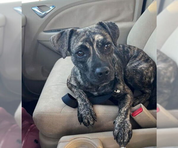 Medium Photo #1 Pug-Whippet Mix Puppy For Sale in San Diego, CA, USA