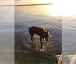 Small #1 Doberman Pinscher