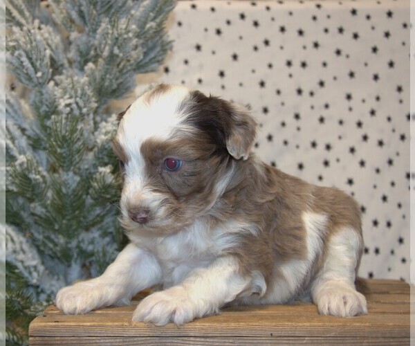 Medium Photo #4 Aussiedoodle Miniature  Puppy For Sale in NEWBERRY, IN, USA