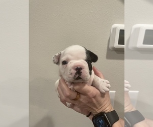 French Bulldog Puppy for Sale in LAKE STEVENS, Washington USA