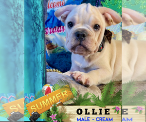 French Bulldog Puppy for sale in HEATHROW, FL, USA