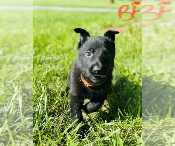 Medium Photo #3 German Shepherd Dog Puppy For Sale in ROCKFIELD, KY, USA