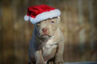 American Pit Bull Terrier Puppy for sale in NORTHVILLE, MI, USA