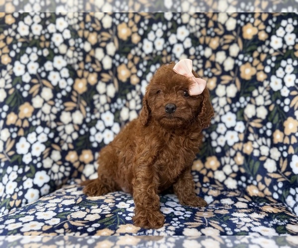 Medium Photo #6 Cavapoo (Miniature) Puppy For Sale in LAKELAND, FL, USA