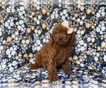 Small #5 Cavapoo (Miniature)