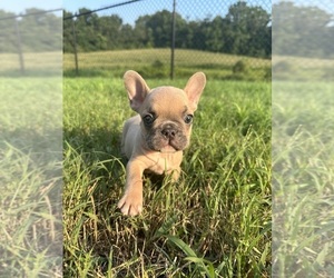 French Bulldog Puppy for sale in TRACYS LANDING, MD, USA