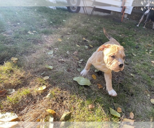 Medium Photo #6 American Bully Puppy For Sale in FEDERAL WAY, WA, USA