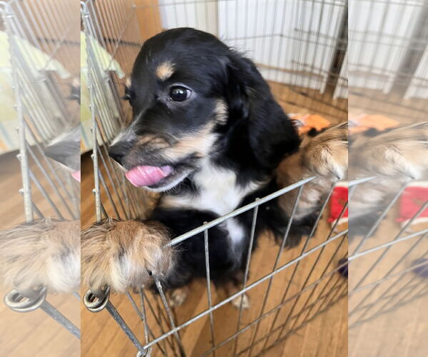 Medium Photo #2 Chihuahua-Cocker Spaniel Mix Puppy For Sale in Lake Elsinore, CA, USA