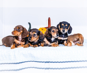 Dachshund Puppy for sale in WAKARUSA, IN, USA