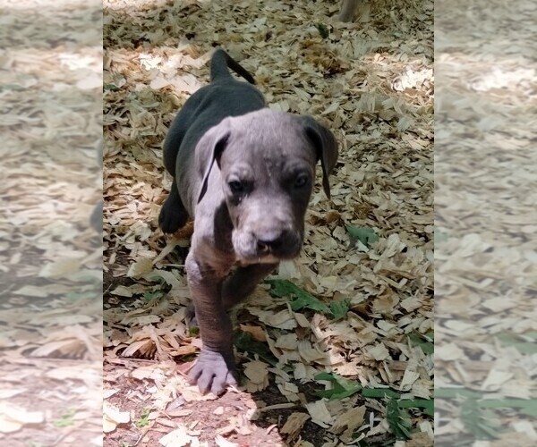 Medium Photo #4 Great Dane Puppy For Sale in LAURENS, SC, USA