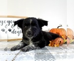 Small #2 Australian Cattle Dog-Border Collie Mix