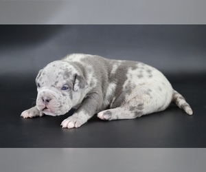 American Bully Puppy for sale in CHAMPAIGN, IL, USA