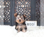 Small #1 Yorkshire Terrier