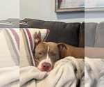 Small #3 American Pit Bull Terrier Mix
