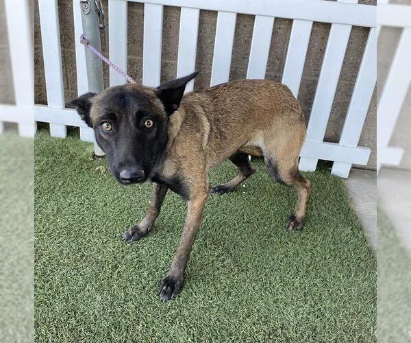 Medium Photo #1 Mutt Puppy For Sale in Modesto, CA, USA