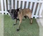 *HADDLEY - Female Mutt Dog for Adoption - Small photo