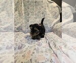 Small Photo #25 Yorkshire Terrier Puppy For Sale in RHOADESVILLE, VA, USA
