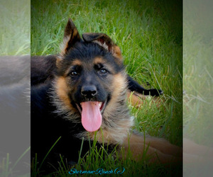 German Shepherd Dog Puppy for sale in SUNRIVER, OR, USA