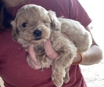 Small Goldendoodle (Miniature)