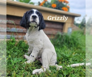 Medium English Setter