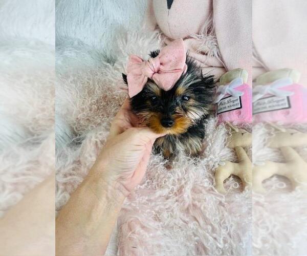 Medium Photo #1 Yorkshire Terrier Puppy For Sale in PEMBROKE PINES, FL, USA