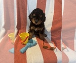 Small Photo #29 Miniature Bernedoodle Puppy For Sale in AUBURNDALE, FL, USA