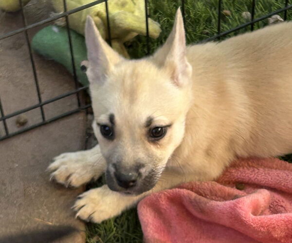 Medium Photo #3 Boxer-Unknown Mix Puppy For Sale in San Diego , CA, USA