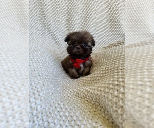 Shih Tzu Puppy for sale in LA VERGNE, TN, USA