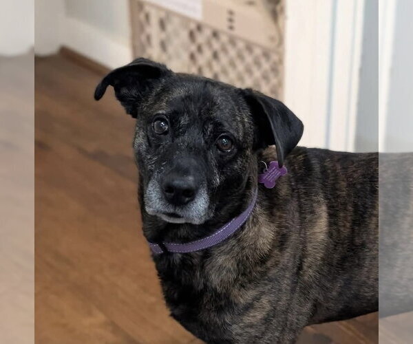 Medium Photo #4 American Staffordshire Terrier-Boxer Mix Puppy For Sale in Fort Worth, TX, USA