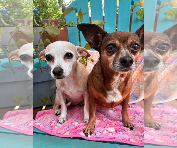 Medium Photo #3 Chiweenie Puppy For Sale in Pacolet, SC, USA