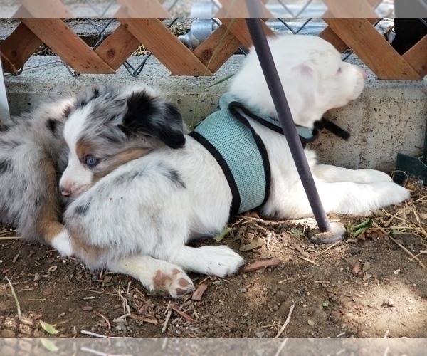 Medium Photo #7 Australian Shepherd Puppy For Sale in WILLIAMSBURG, CO, USA