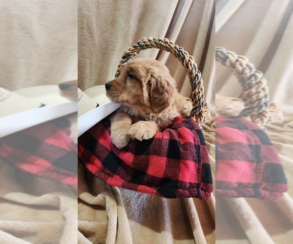 Medium Photo #3 Golden Retriever Puppy For Sale in GREENWOOD, WI, USA