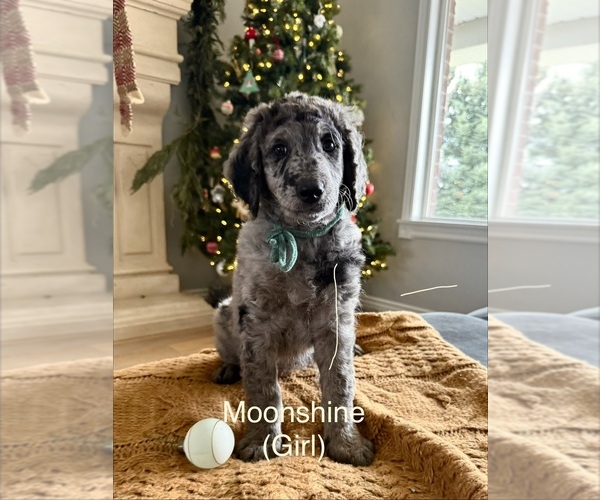 Medium Photo #4 Golden Mountain Doodle Puppy For Sale in HIGHLAND, UT, USA