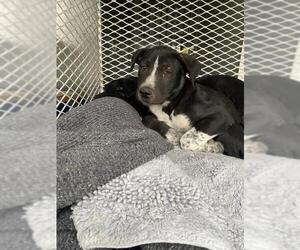 Labrador Retriever Dogs for adoption in Bakersfield, CA, USA