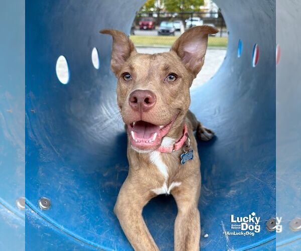 Medium Photo #9 Retriever -Unknown Mix Puppy For Sale in Washington, DC, USA