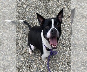 Boston Terrier-Unknown Mix Dogs for adoption in Palmetto, FL, USA
